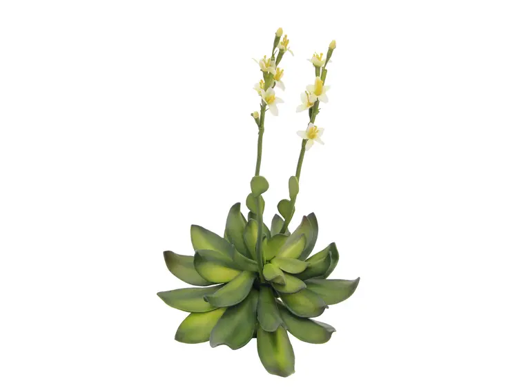 Europalms Houseleeks (EVA), yellow, 32cm 