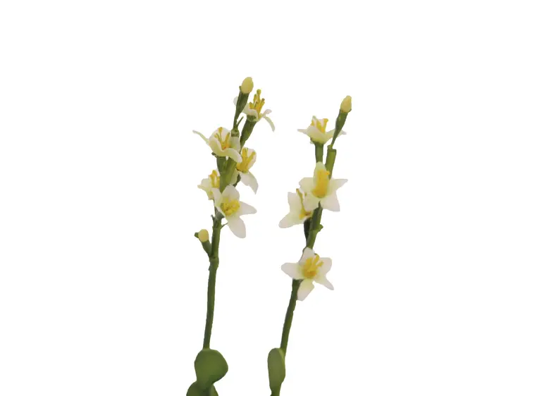 Europalms Houseleeks (EVA), yellow, 32cm 