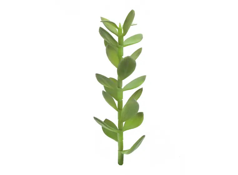 Europalms Money tree shoot, 30cm 