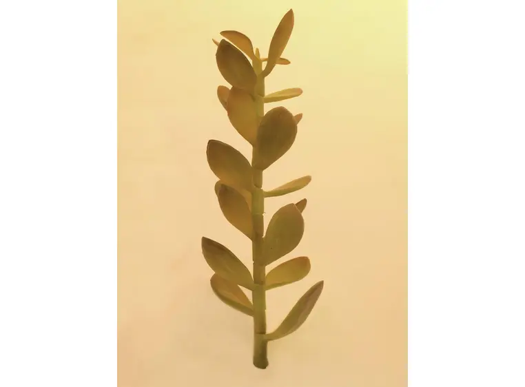 Europalms Money tree shoot, 30cm 