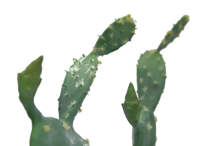 Europalms Nopal cactus, 76cm 