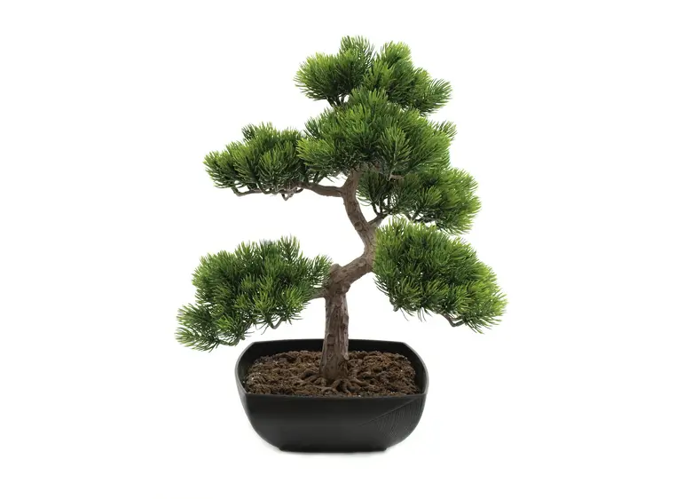 Europalms Pine bonsai, 50cm 