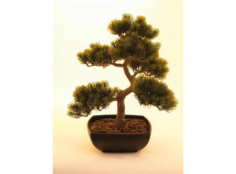 Europalms Pine bonsai, 50cm
