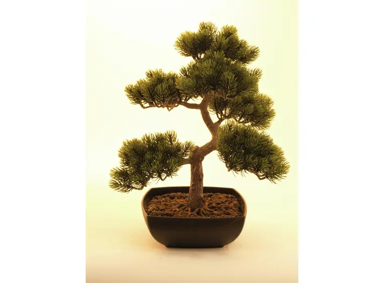 Europalms Pine bonsai, 50cm 