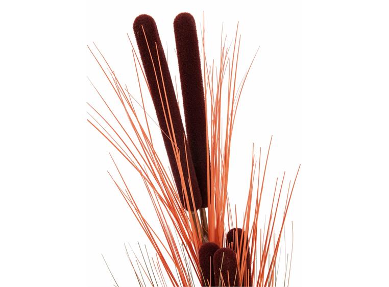 Europalms Reed grass w/ cattails light-brown,152cm