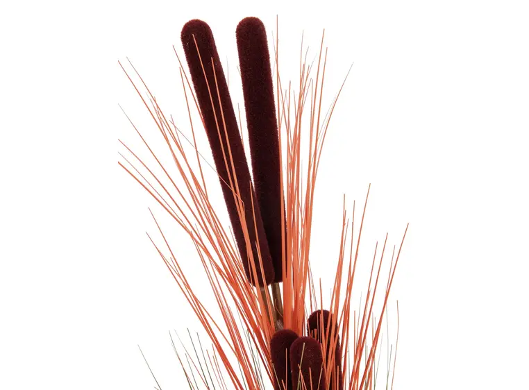 Europalms Reed grass w/ cattails light-brown,152cm 
