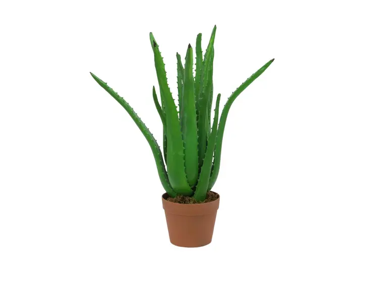 Europalms Aloe Vera Plant, 63cm 