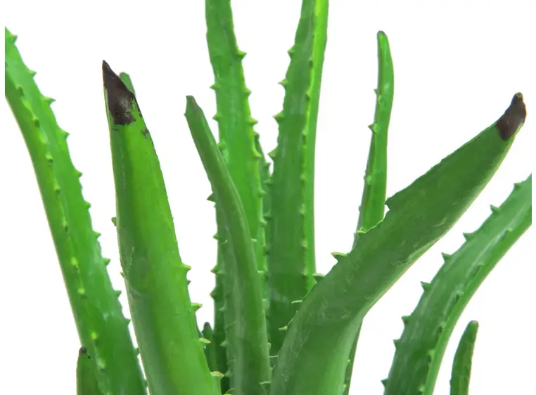Europalms Aloe Vera Plant, 63cm 