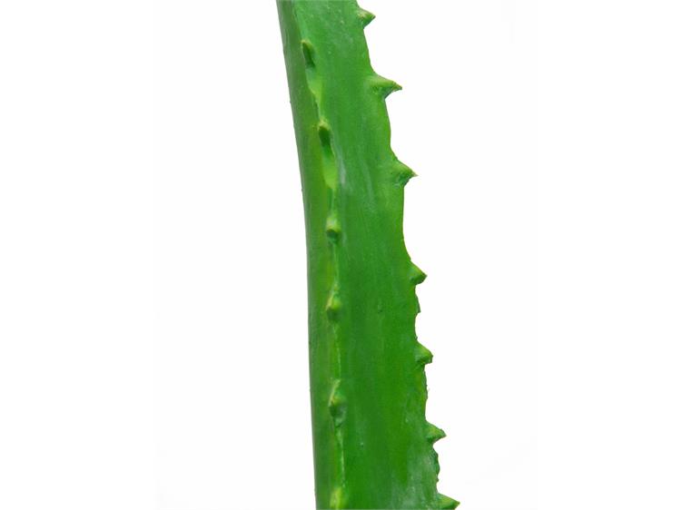 Europalms Aloe Vera Plant, 63cm