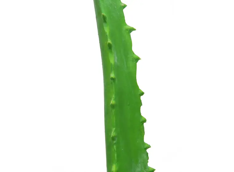 Europalms Aloe Vera Plant, 63cm 