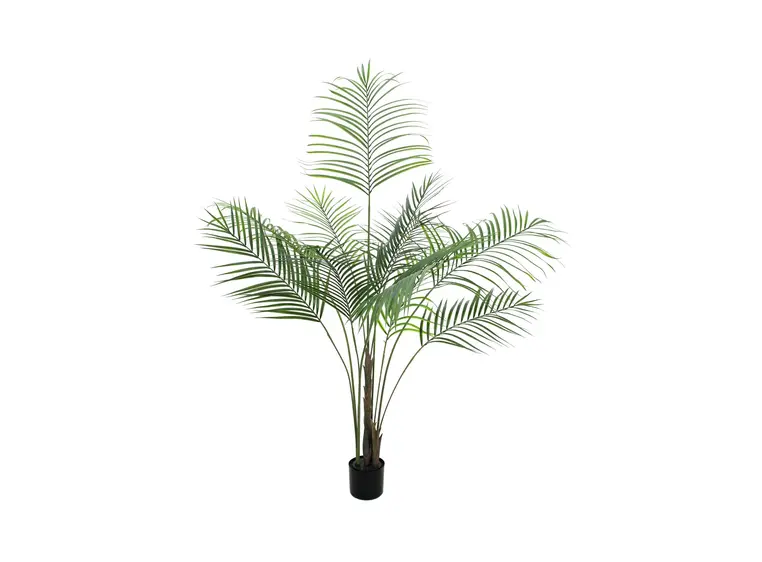 Europalms Areca palm with big leaves 185cm 