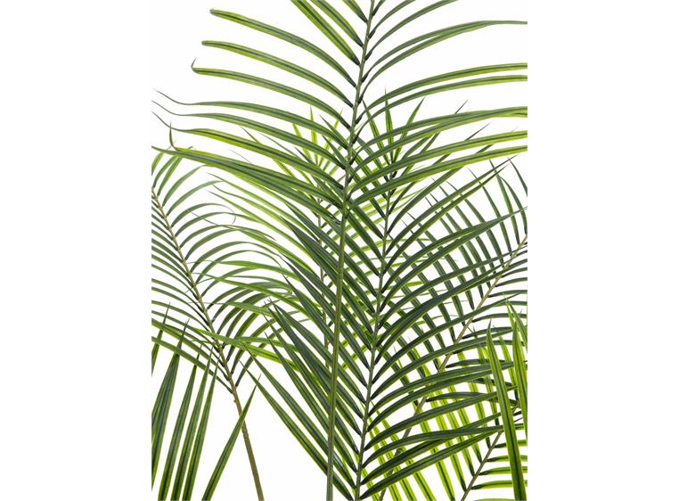 Europalms Areca palm with big leaves 185cm