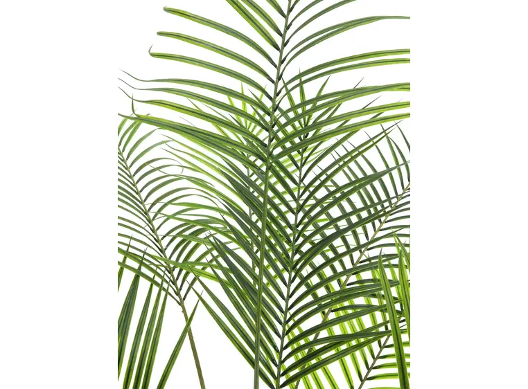 Europalms Areca palm with big leaves 185cm 