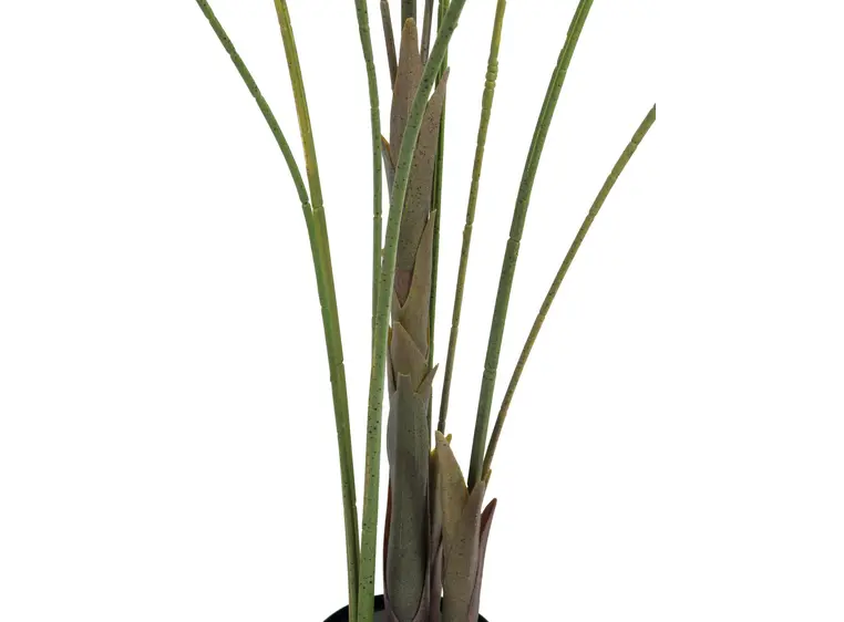 Europalms Areca palm with big leaves 185cm 