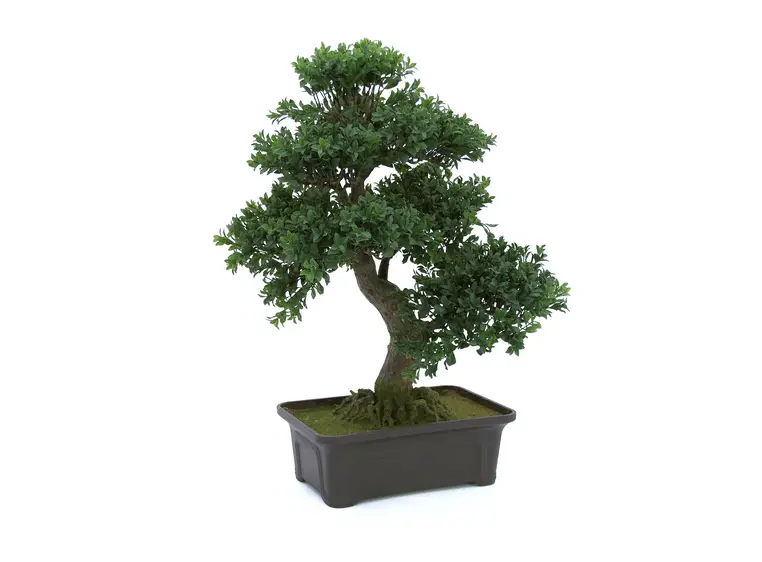 Europalms Bonsai, 61 cm 