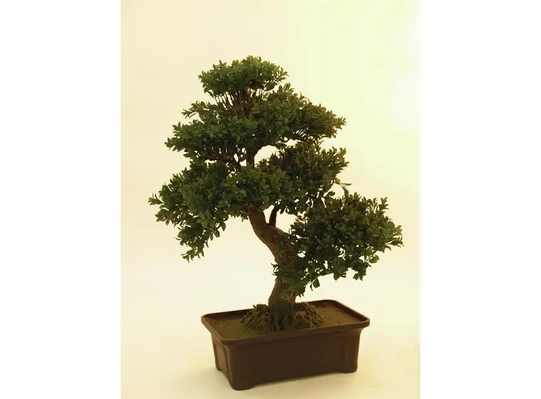 Europalms Bonsai, 61 cm 