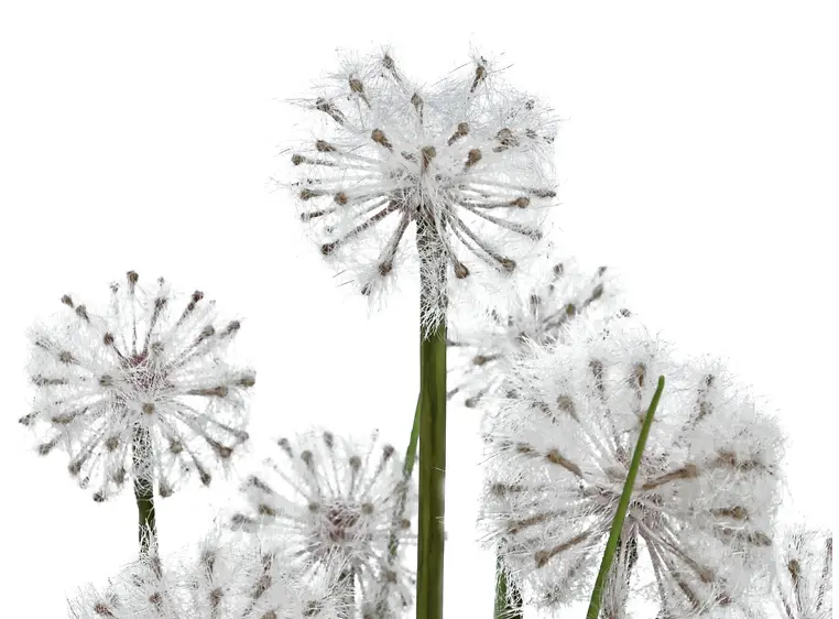 Europalms Dandelion, 107cm 