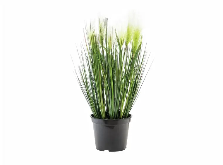 Europalms Feather grass, white, 60cm 