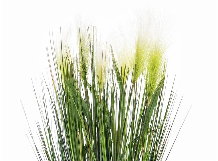 Europalms Feather grass, white, 60cm