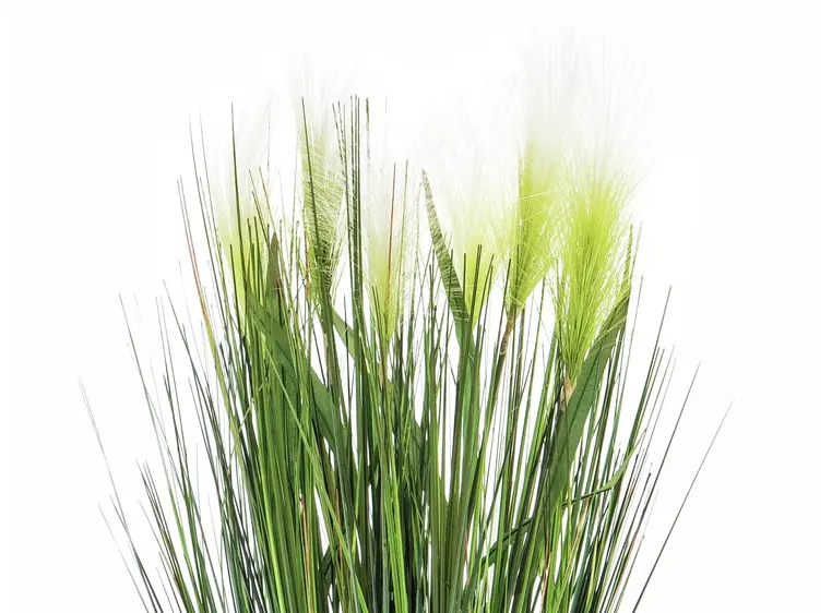 Europalms Feather grass, white, 60cm 