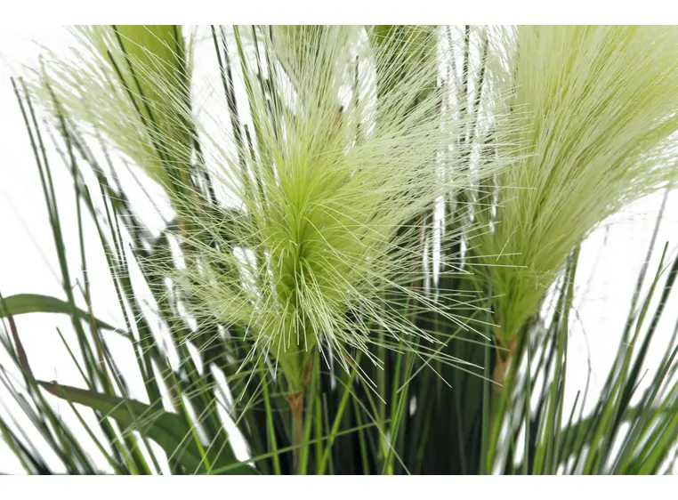 Europalms Feather grass, white, 60cm 