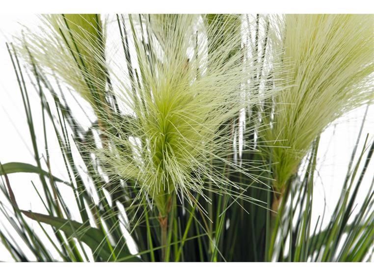 Europalms Feather grass, white, 60cm