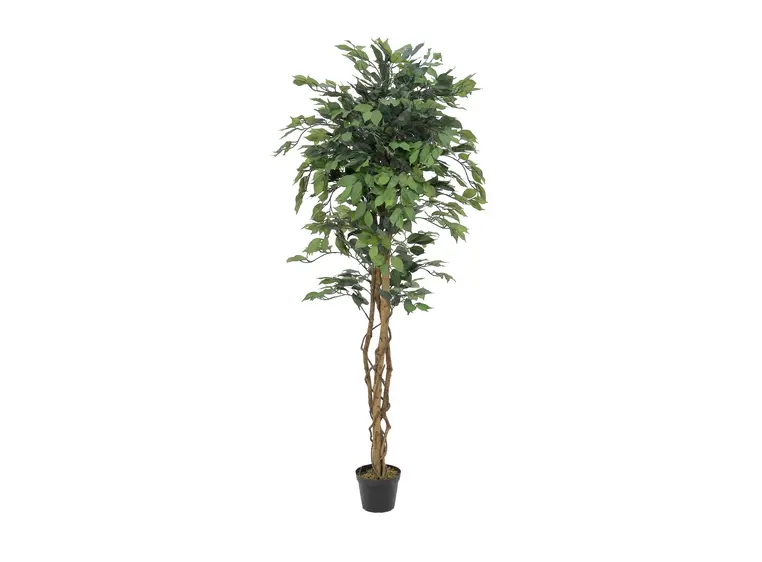 Europalms Ficus Tree Multi-Trunk, 180cm 