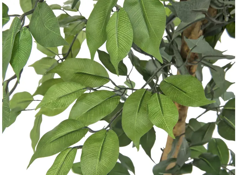 Europalms Ficus Tree Multi-Trunk, 180cm 