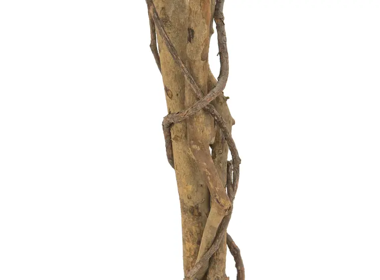 Europalms Ficus Tree Multi-Trunk, 180cm 