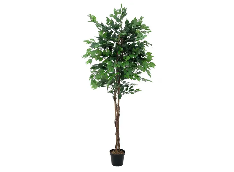 Europalms Ficus Tree Multi-Trunk, 210cm 