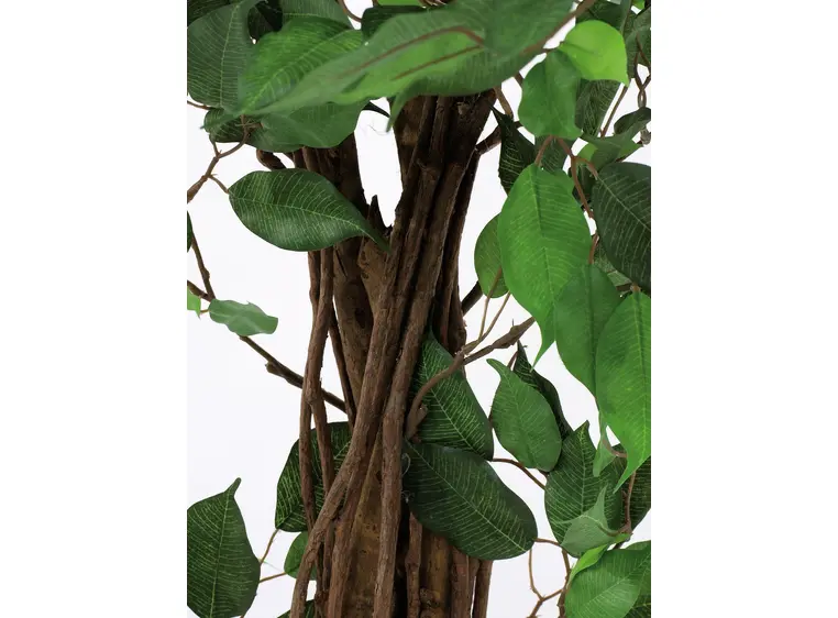 Europalms Ficus Tree Multi-Trunk, 210cm 