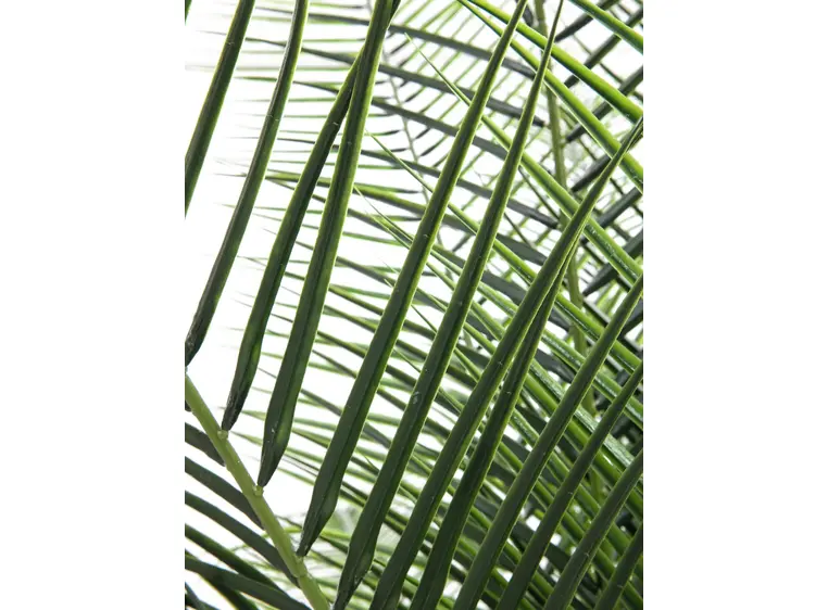 Europalms Phoenix deluxe, 220cm 