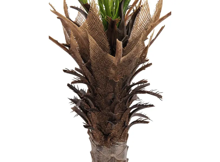 Europalms Phoenix deluxe, 220cm 
