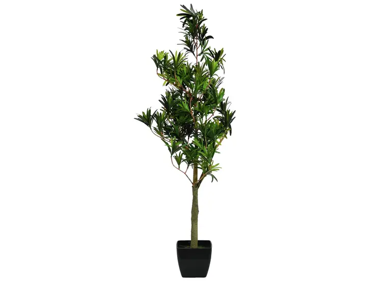 Europalms Podocarpus tree, 90cm 