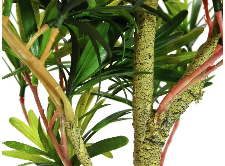 Europalms Podocarpus tree, 90cm 