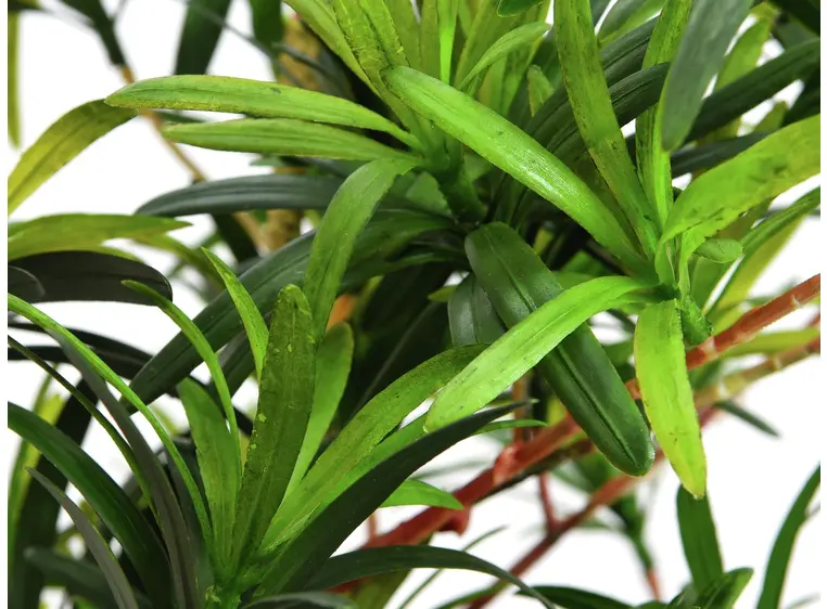 Europalms Podocarpus tree, 90cm 