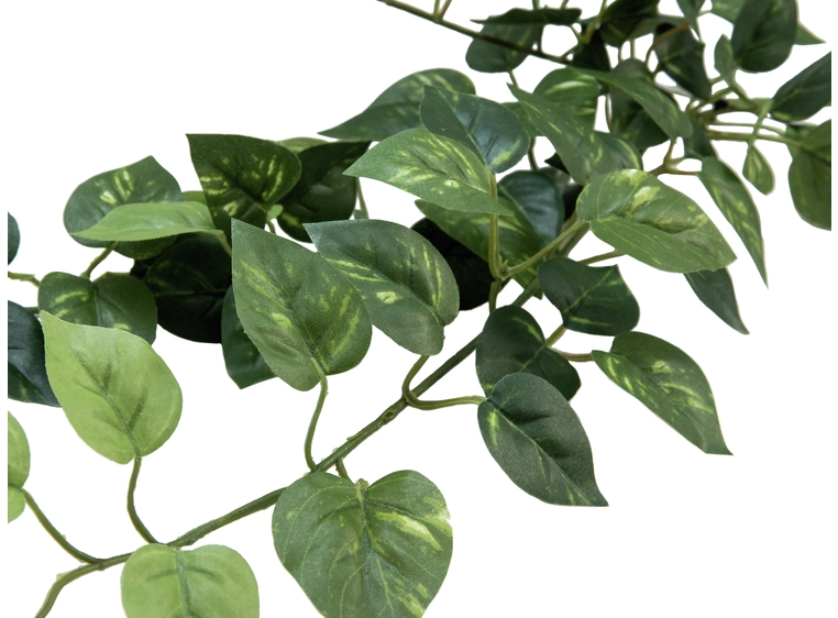 Europalms Pothos Bush Tendril Classic 70cm 