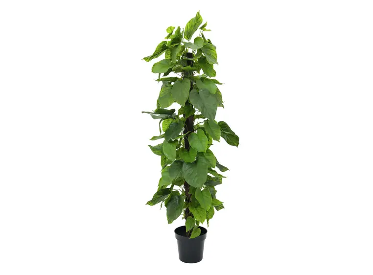 Europalms Pothos plant, 180cm 