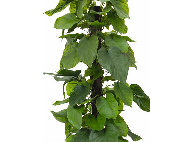 Europalms Pothos plant, 180cm
