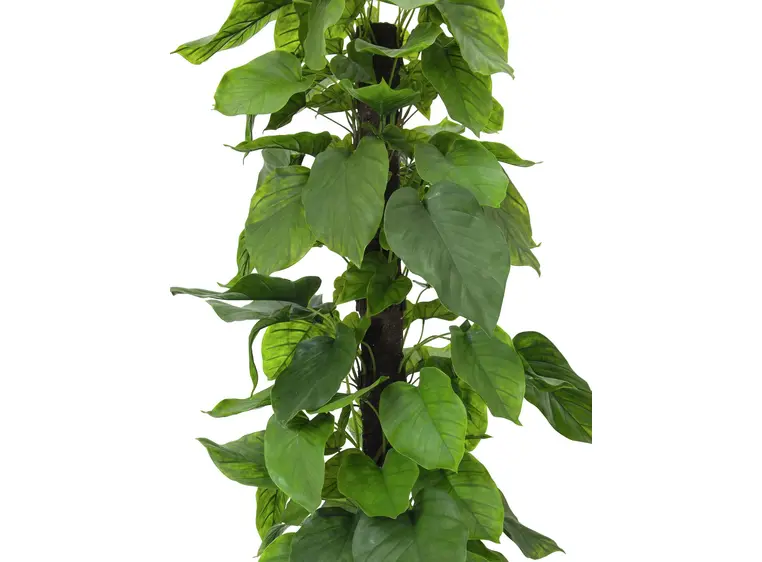 Europalms Pothos plant, 180cm 