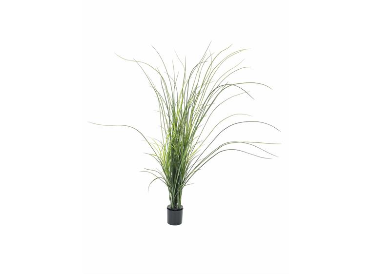 Europalms Reed grass. 145cm