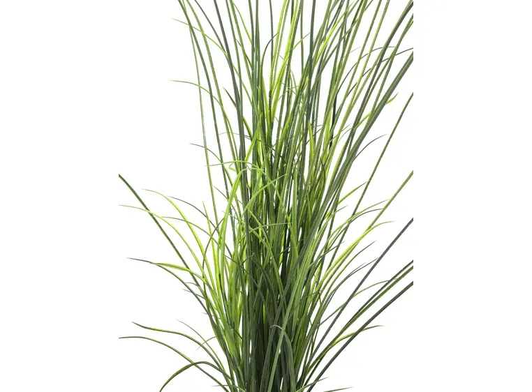Europalms Reed grass. 145cm 