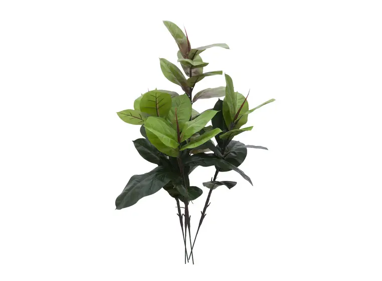 Europalms Rubber tree, 100cm 