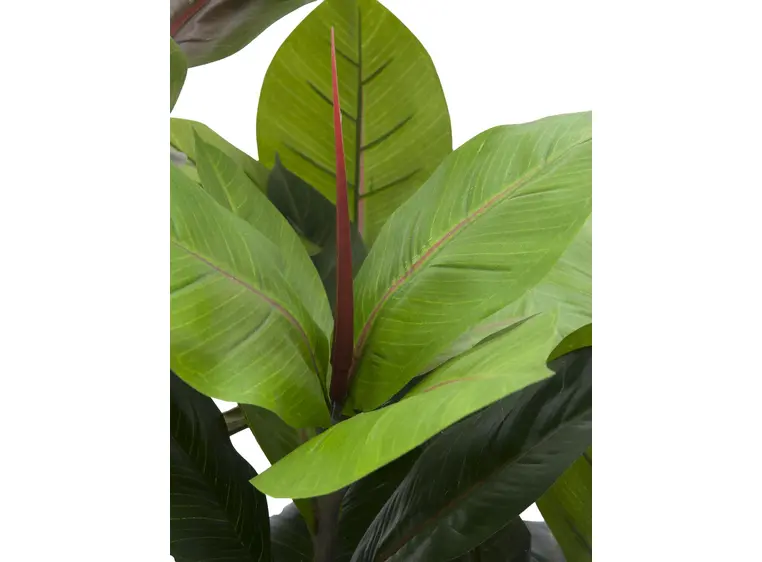 Europalms Rubber tree, 100cm 