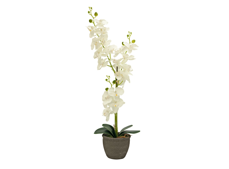EUROPALMS Orchid, artificial plant, cream, 80cm 