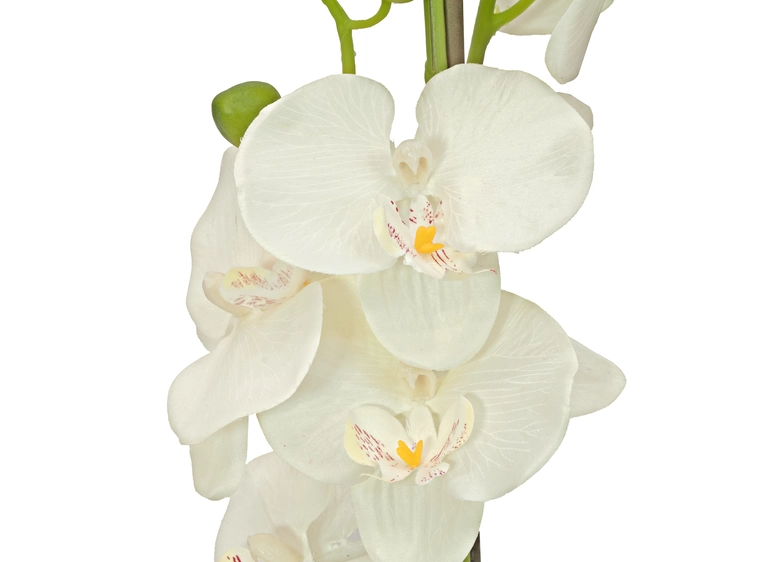 EUROPALMS Orchid, artificial plant, cream, 80cm 