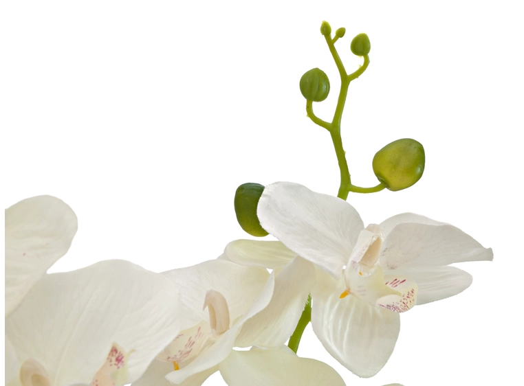 EUROPALMS Orchid, artificial plant, cream, 80cm 