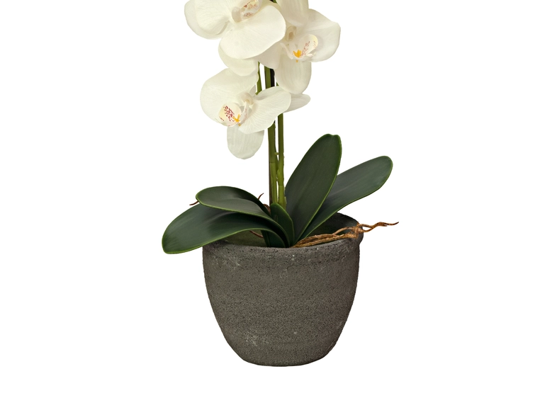 EUROPALMS Orchid, artificial plant, cream, 80cm 