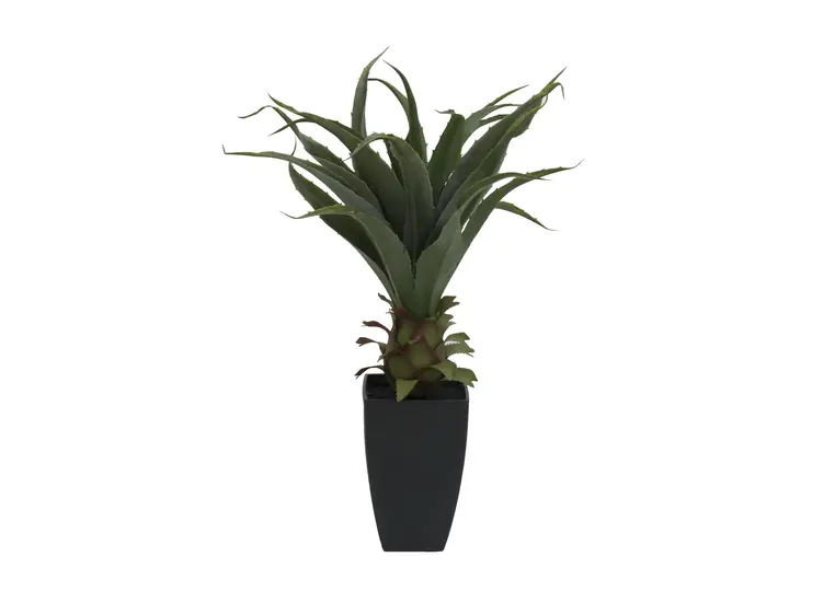 Europalms Agave plant with pot, 75cm 