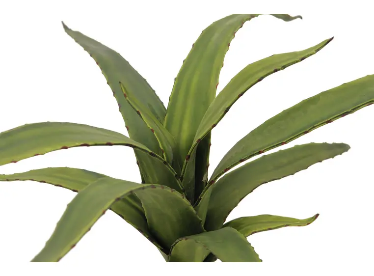 Europalms Aloe (EVA), green, 66cm 